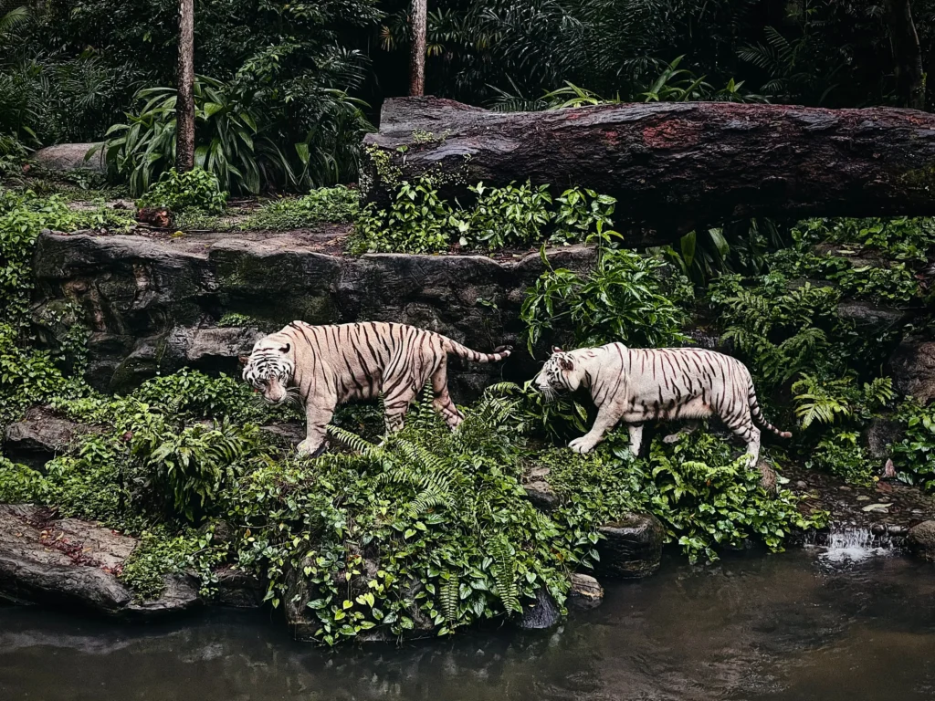 3-tägiger Ausflug nach Singapur: der Zoopark