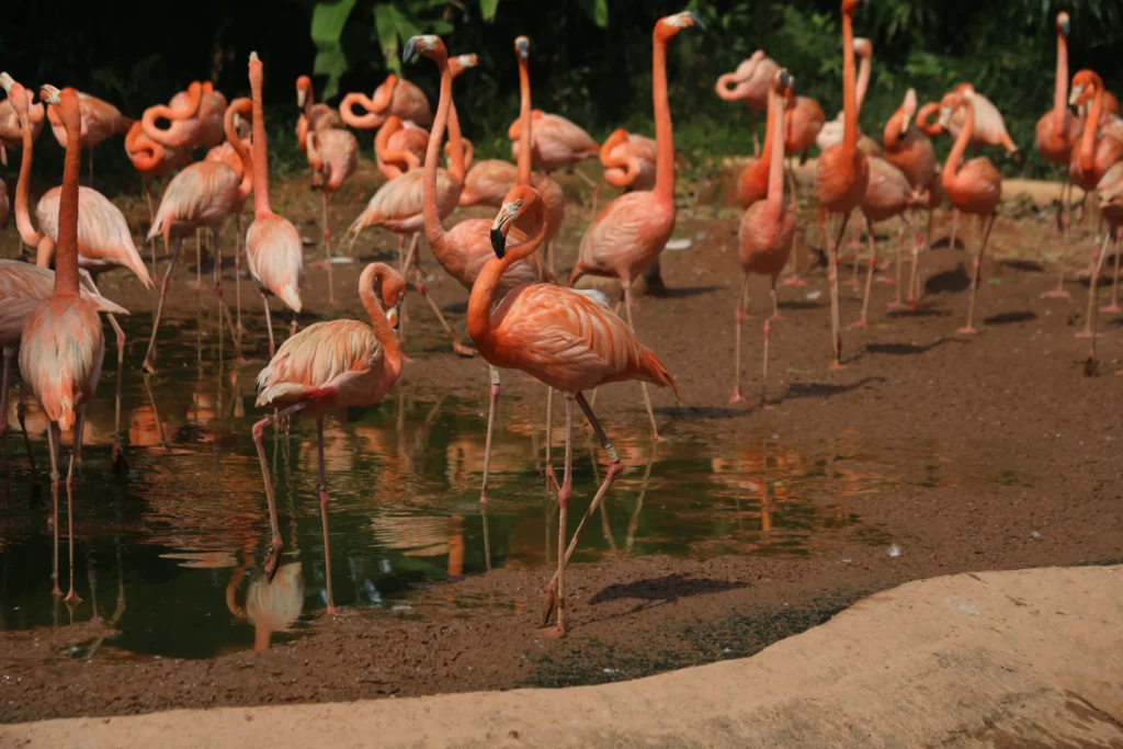 Jurong Vogelpark