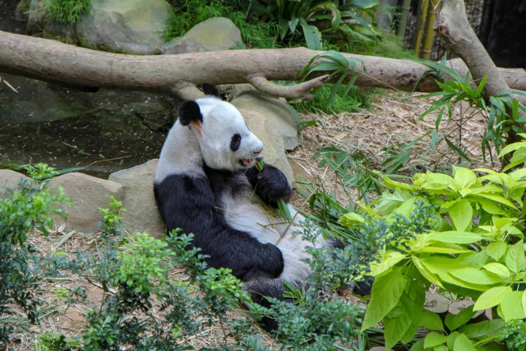 Singapur Zoo